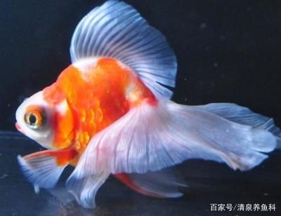淡水蝦虎魚在魚缸中怎么養：淡水蝦虎魚在魚缸中養殖的基本方法