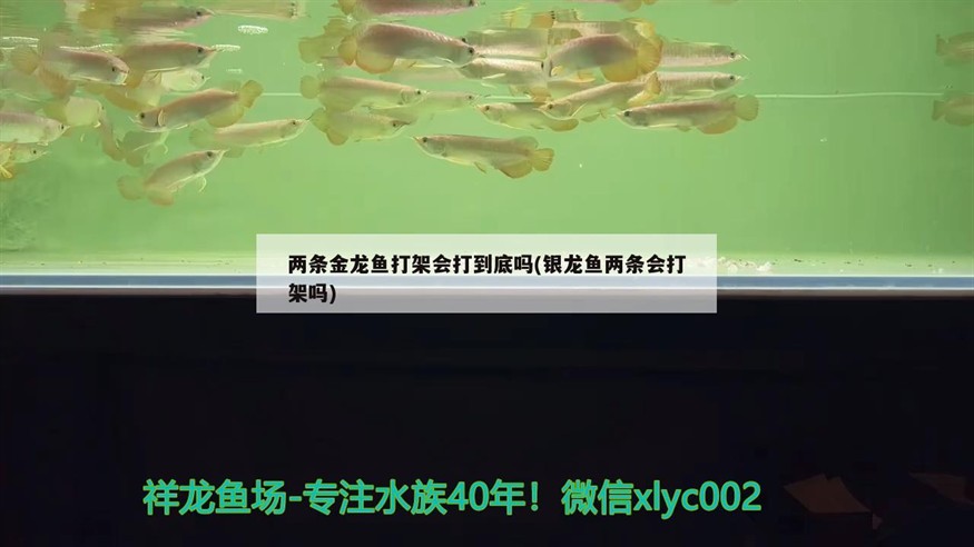魚缸用增氧泵價(jià)格是多少:魚缸增氧機(jī)-xtrac增氧機(jī)-xtrac增氧機(jī) 兩條金龍魚打架會(huì)打到底嗎(銀龍魚兩條會(huì)打架嗎) 銀龍魚百科 兩條金龍魚打架會(huì)打到底嗎(銀龍魚兩條會(huì)打架嗎) 兩條金龍魚打架會(huì)打到底嗎(銀龍魚兩條會(huì)打架嗎) 銀龍魚百科