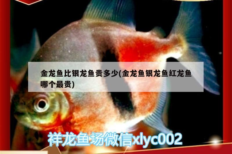 金龍魚比銀龍魚貴多少(金龍魚銀龍魚紅龍魚哪個最貴)