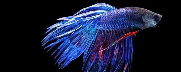 斗魚缸造景30缸好不好養(yǎng)：如何選擇適合的斗魚缸造景
