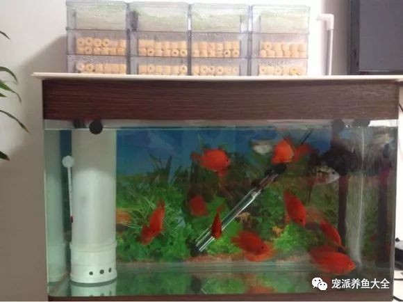 1.2米魚缸安裝視頻教程：1.2米魚缸安裝視頻教程1.2米魚缸安裝視頻教程 1.2米魚缸安裝視頻教程：1.2米魚缸安裝視頻教程1.2米魚缸安裝視頻教程 魚缸百科 第1張