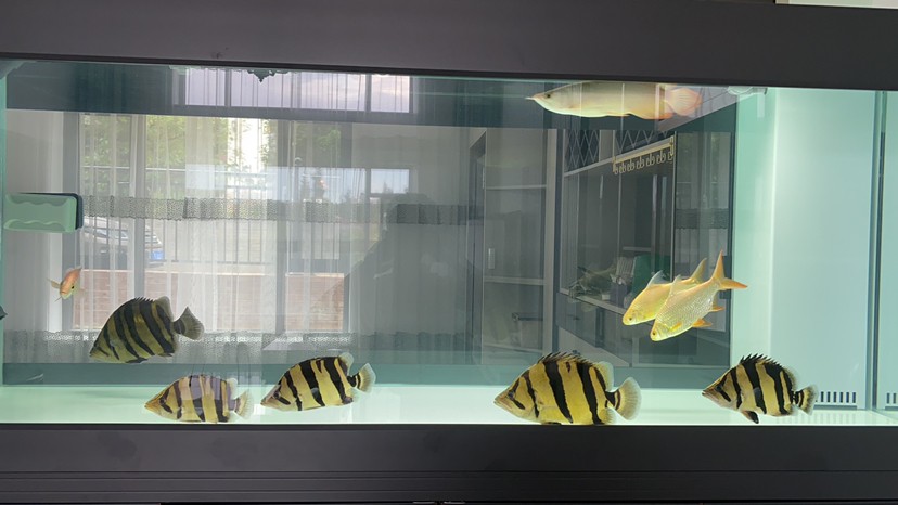 這五虎戰(zhàn)將一來龍魚靠邊了