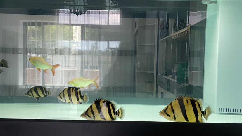 這五虎戰(zhàn)將一來龍魚靠邊了