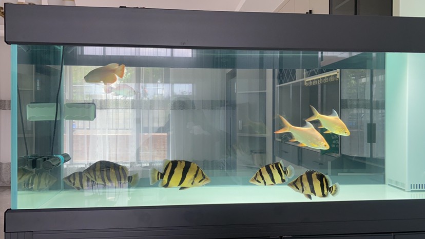 這五虎戰(zhàn)將一來龍魚靠邊了