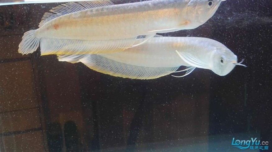 大家?guī)臀铱纯从足y龍魚30厘米身上有一片鱗紅了是什么問題