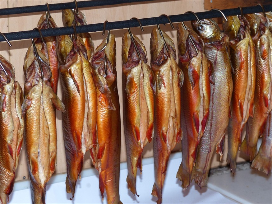 怎么讓訓虎魚吃死食？求助