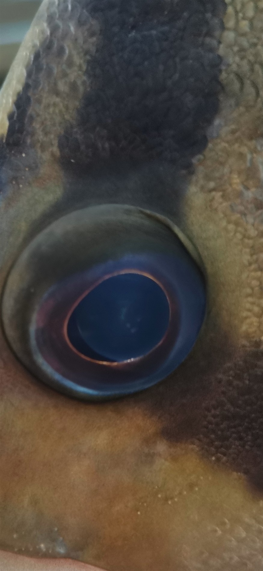 虎魚內蒙初期眼珠有極小的三個點 虎魚內蒙初期眼珠有極小的三個點 虎魚百科 第1張
