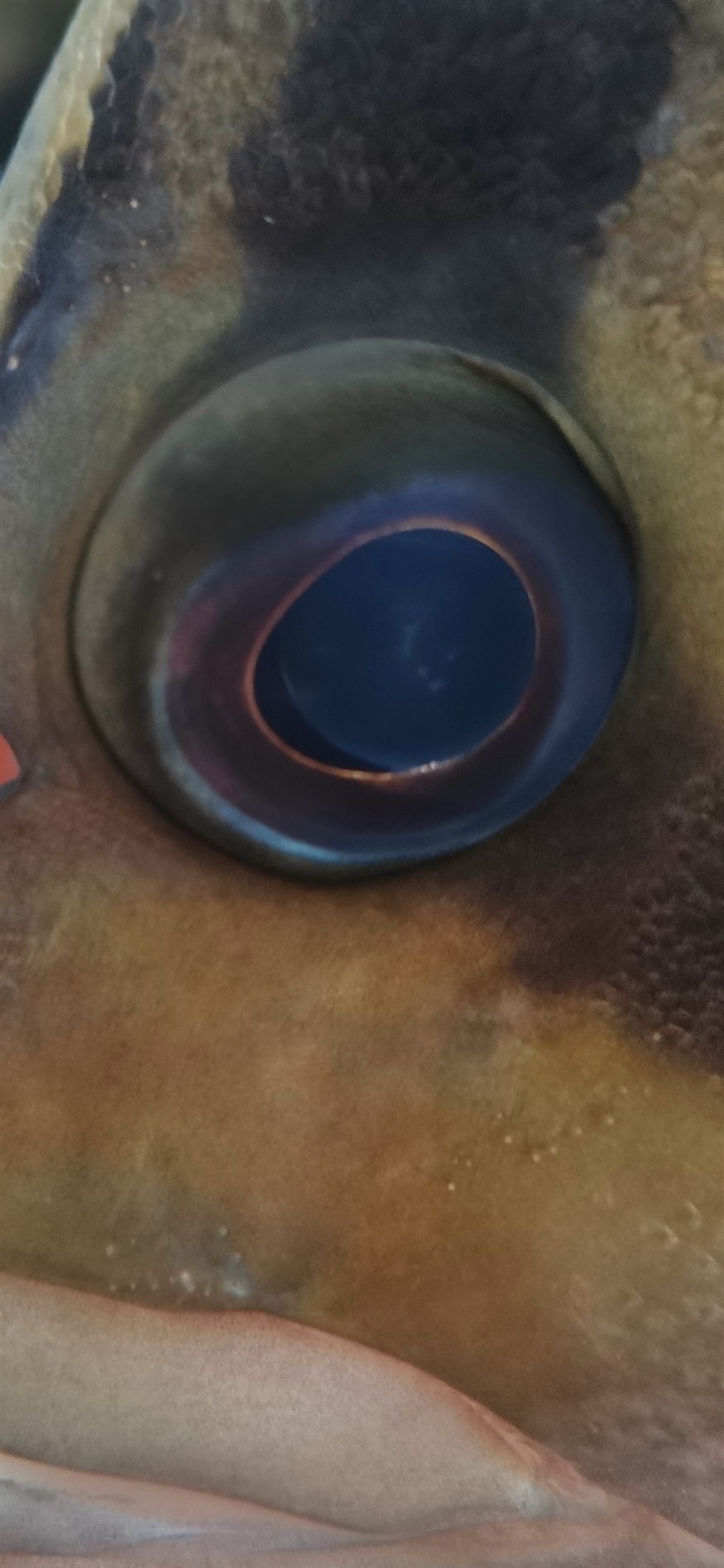 虎魚內蒙初期眼珠有極小的三個點 虎魚內蒙初期眼珠有極小的三個點 虎魚百科 第2張