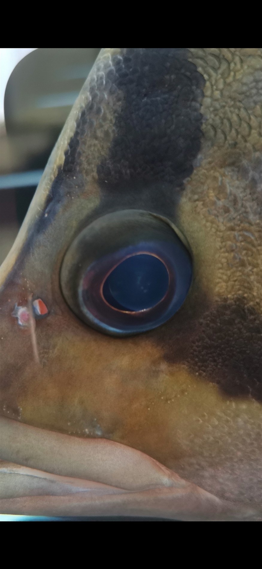 虎魚內蒙初期眼珠有極小的三個點 虎魚內蒙初期眼珠有極小的三個點 虎魚百科 第3張