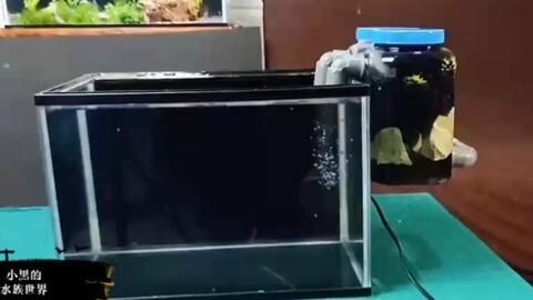 背濾魚缸造景會被堵住嗎：背濾魚缸造景注意事項