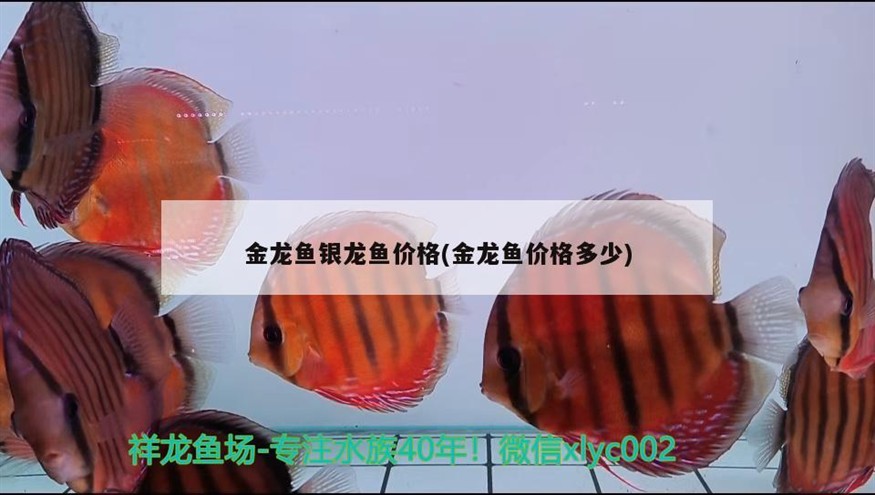 金龍魚銀龍魚價格(金龍魚價格多少)