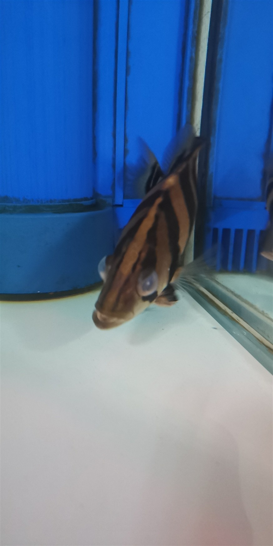 虎魚蒙眼還又腫了還有救嗎
