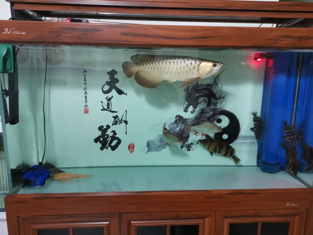 虎魚蒙眼還又腫了還有救嗎