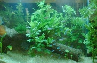 大魚缸養什么水草：大魚缸養水草的一些建議
