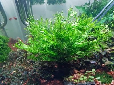 大魚缸養什么水草：大魚缸養水草的一些建議