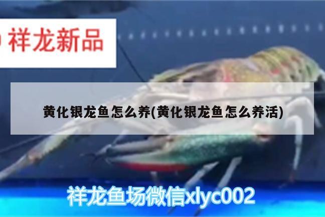 黃化銀龍魚怎么養(黃化銀龍魚怎么養活)