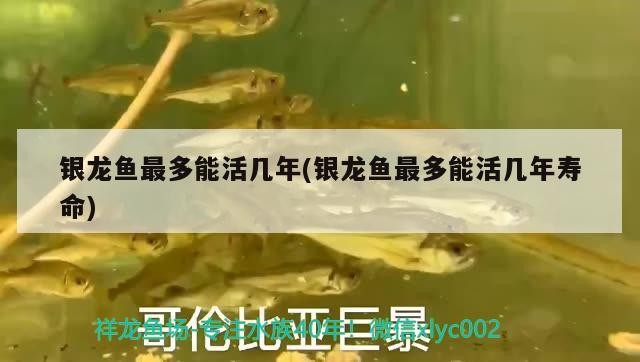 銀龍魚最多能活幾年(銀龍魚最多能活幾年壽命) 銀龍魚最多能活幾年(銀龍魚最多能活幾年壽命) 銀龍魚百科