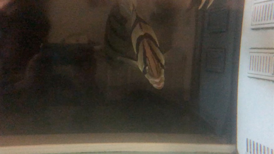 虎魚持續張嘴行為解析，探究呼吸頻率異常背后的水質與應激反應 虎魚持續張嘴行為解析，探究呼吸頻率異常背后的水質與應激反應 虎魚百科 第1張
