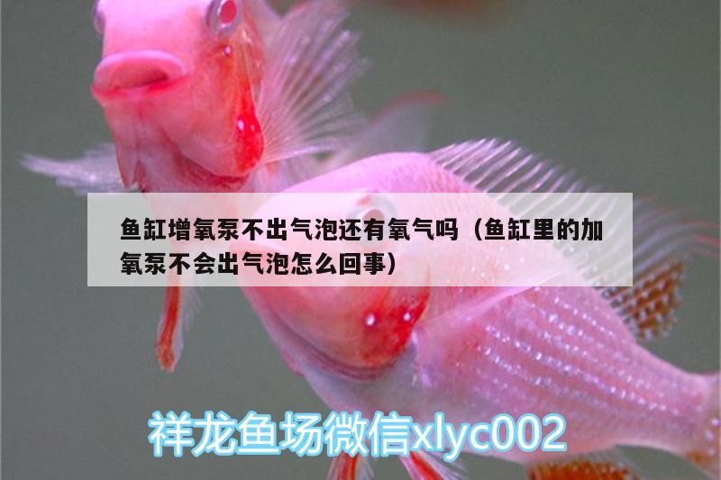 魚(yú)缸增氧泵不出氣泡仍能供氧嗎？氣路堵塞/故障原因解析與應(yīng)急 魚(yú)缸增氧泵不出氣泡仍能供氧嗎？氣路堵塞/故障原因解析與應(yīng)急 紅龍魚(yú)百科