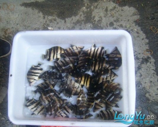 阿立虎魚日夜行全解析，申精力作·水族箱生態觀察