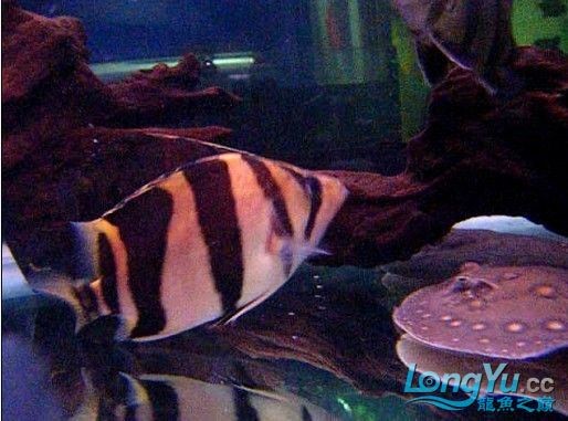 阿立虎魚日夜行全解析，申精力作·水族箱生態觀察