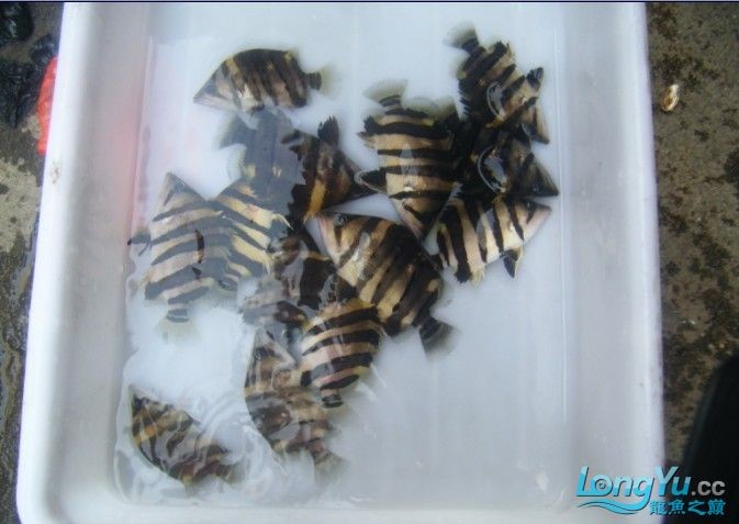 阿立虎魚日夜行全解析，申精力作·水族箱生態觀察
