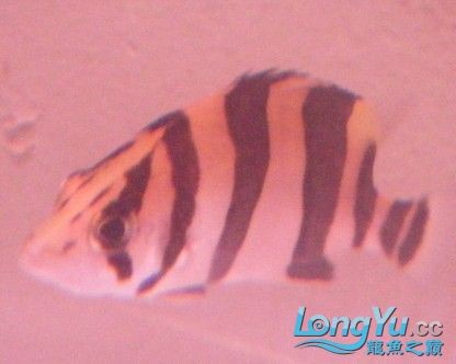 <strong><mark>宣城</mark></strong>龍魚有哪些品種？（如何區分龍魚品種和市場價格？）