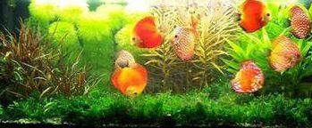 閑置魚缸如何處理不損財運？正確處置方法