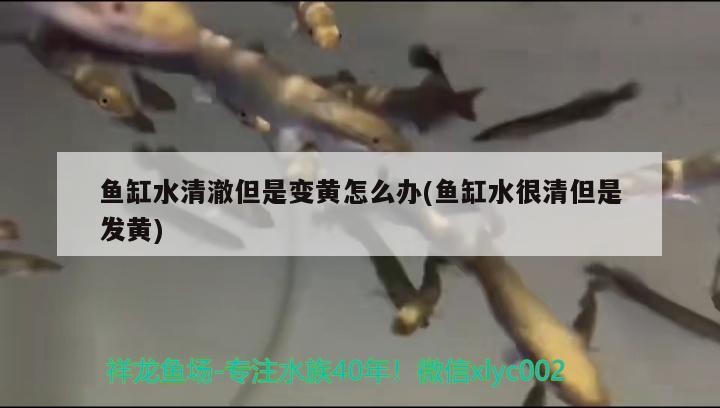 魚缸水清澈卻泛黃？水質(zhì)變黃成因解析與科學(xué)處理