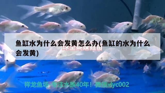 魚缸水發黃原因解析及處理方法（水質渾濁應對