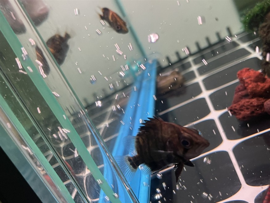 魚友求助，虎魚翅膀和眼睛長白點病因分析及防治方法詳解（30字）