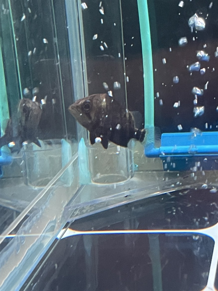 魚友求助，虎魚翅膀和眼睛長白點病因分析及防治方法詳解（30字）