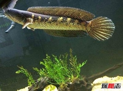 紅龍魚哪個品牌口感佳？精選美味