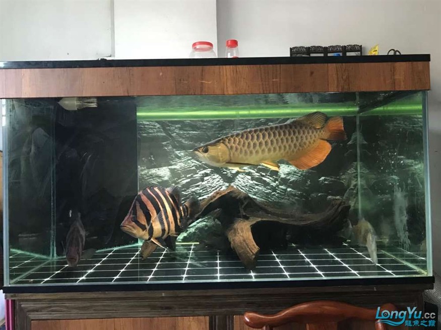 出售自養(yǎng)藍(lán)底過背金虎魚一對(duì) 體型勻稱狀態(tài)佳包郵（38字），優(yōu)化要點(diǎn)，，前置核心品種藍(lán)底過背金虎魚吸引目標(biāo)買家，強(qiáng)調(diào)自養(yǎng)體現(xiàn)品質(zhì)保障，一對(duì)替代兩條更顯專業(yè)，補(bǔ)充體型勻稱+狀態(tài)佳強(qiáng)化賣點(diǎn)，包郵促銷信息提升轉(zhuǎn)化率，總字?jǐn)?shù)控制在38字，符合平臺(tái)