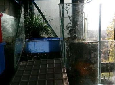 成品魚缸改造全攻略，方案詳解與注意事項