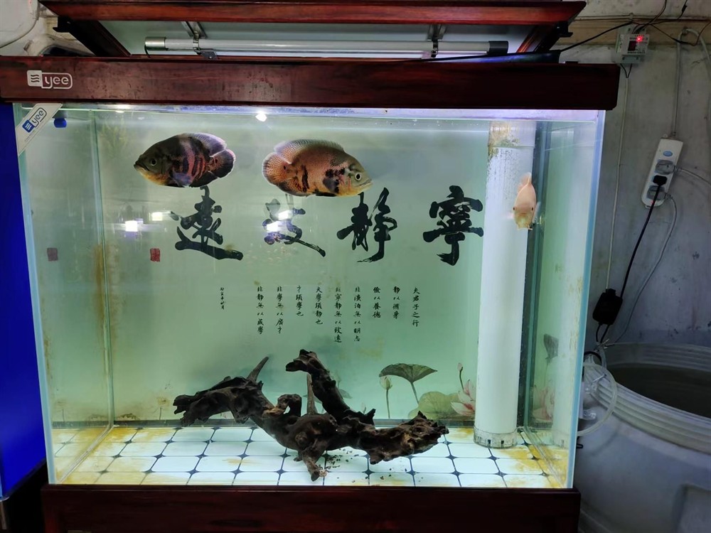 1.8米魚缸選60cm還是70cm寬？空間與養魚需求綜合解析