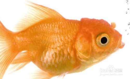 大魚缸金魚長壽養護指南，水質調控與科學飼喂全解析（38字），采用核心問題+解決方案結構，將活得長久轉化為專業表述長壽養護，通過水質調控對應原內容中的換水注意事項，科學飼喂涵蓋喂食要點，全解析體現系統性，在40字內完整