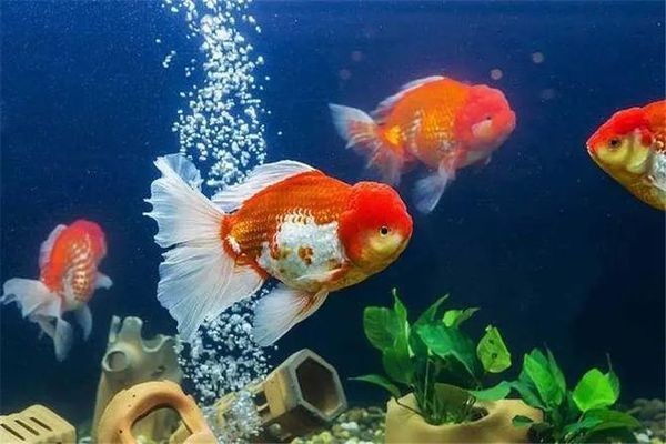 大魚缸金魚長壽養護指南，水質調控與科學飼喂全解析（38字），采用核心問題+解決方案結構，將活得長久轉化為專業表述長壽養護，通過水質調控對應原內容中的換水注意事項，科學飼喂涵蓋喂食要點，全解析體現系統性，在40字內完整