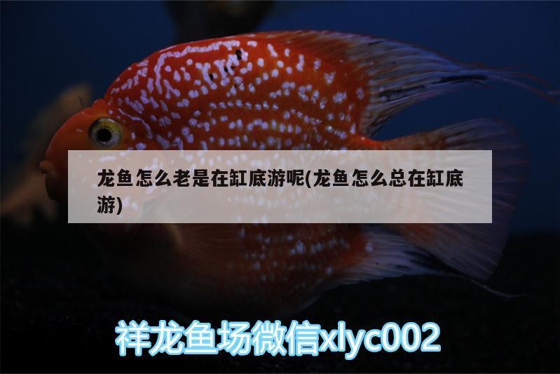 換水后氣泡頻現次日消散，水質調整背后的科學解析
