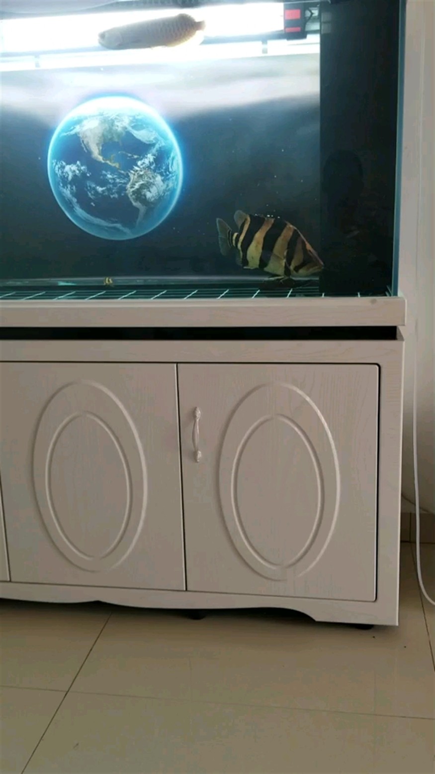 小龍大虎龍魚圈，探秘龍魚養殖技巧與玩家