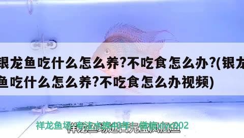 銀龍魚飼養全攻略，科學喂食技巧與拒食應對方案（含喂養視頻 銀龍魚飼養全攻略，科學喂食技巧與拒食應對方案（含喂養視頻 銀龍魚百科
