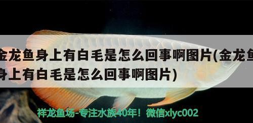 泰國虎魚？求鑒定！大家快來看看這是不是泰虎