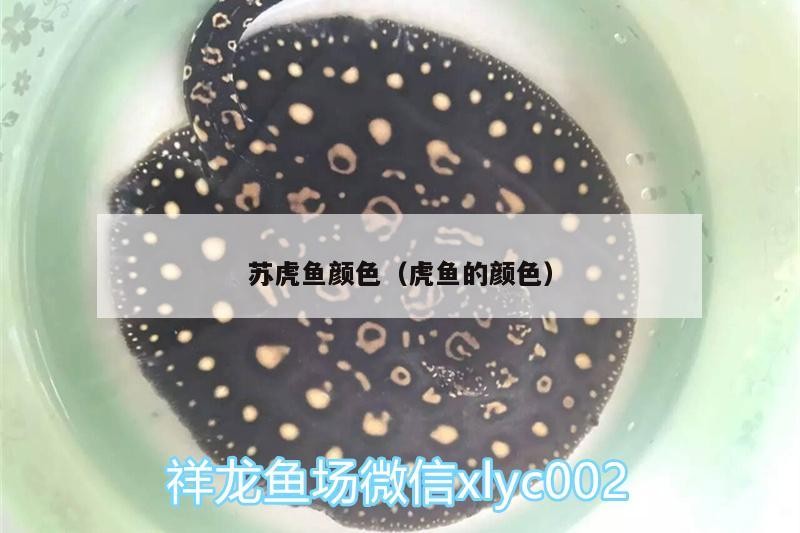 虎魚色彩探秘，獨特色調與