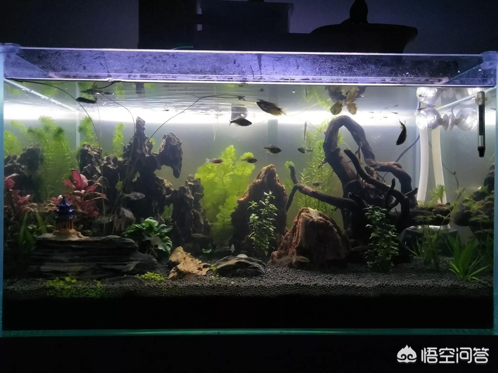 15cm 魚缸過濾之選，多種 15cm 魚缸過濾方案全解析