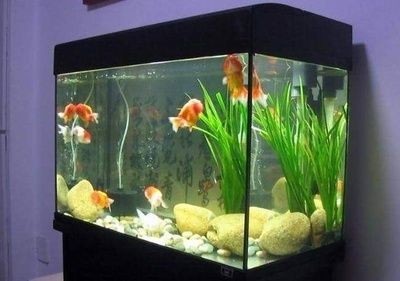 魚缸風水禁忌，擺放技巧全解析，助你