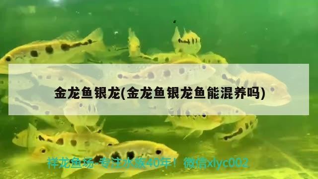 龍魚銀龍魚混養探秘，可行與否及注意事項