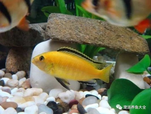 慈鯛魚缸造景攻略，必備元素與布置技巧全解析