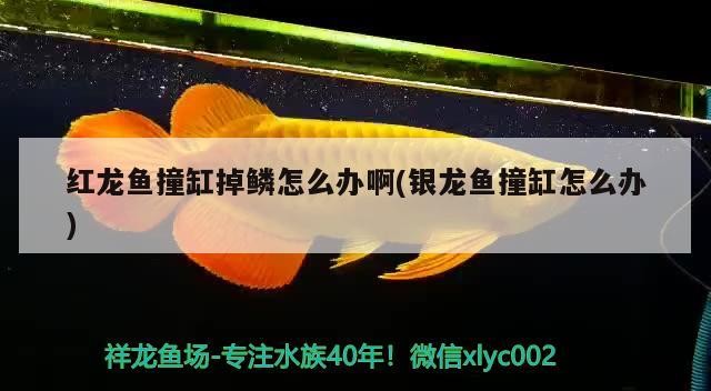 龍魚撞缸掉鱗咋辦？銀龍魚撞缸又該如何處理？應對方法及 龍魚撞缸掉鱗咋辦？銀龍魚撞缸又該如何處理？應對方法及 銀龍魚百科