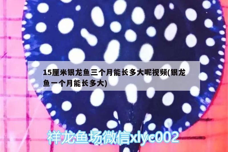 5厘米銀龍魚三個月能長多大？一個月又長多少