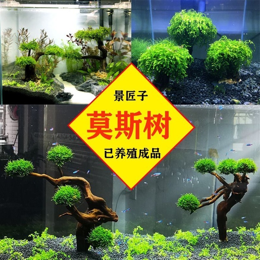 木魚缸養魚搭配圖，選沉木魚缸要點及搭配